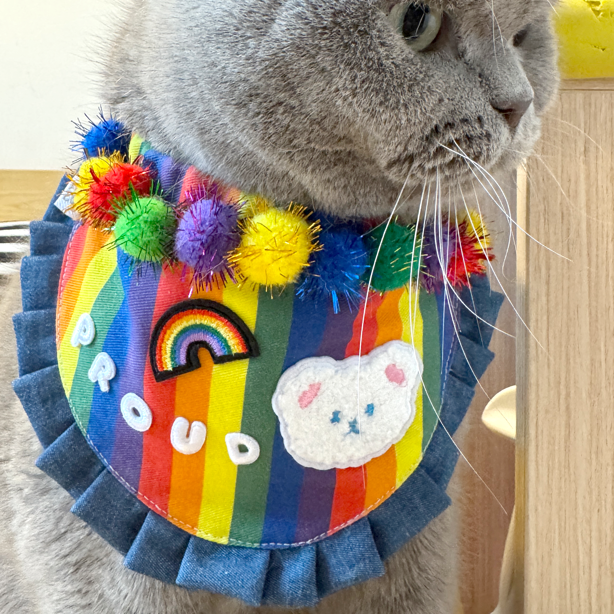 British Shorthair cat wearing rainbow Pride bandana with pom-poms and custom embroidery