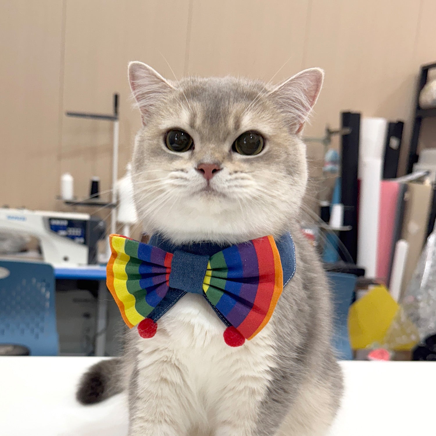 Cat wearing rainbow bandana collar cute style