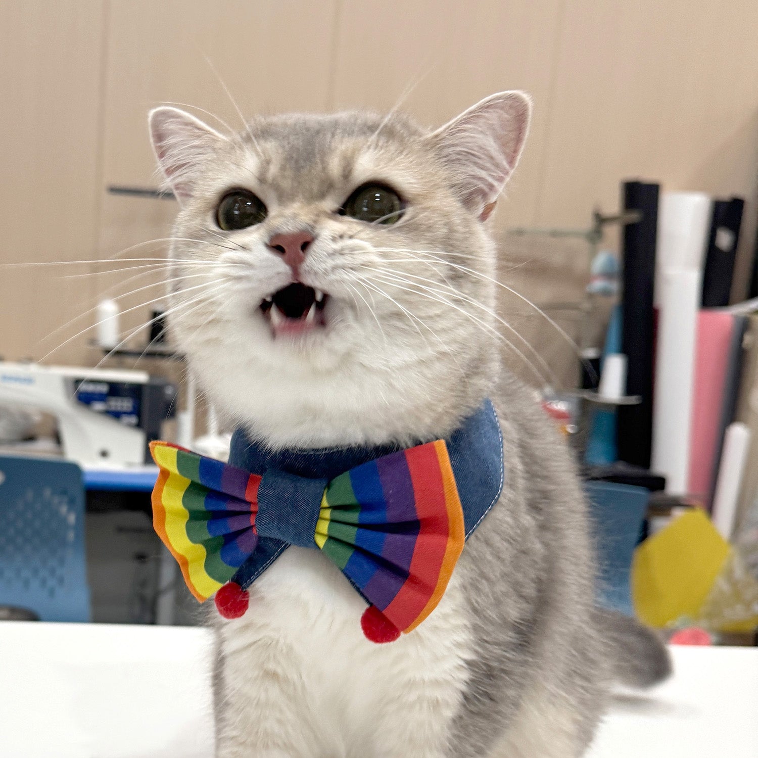 Cat wearing rainbow bandana collar cute style