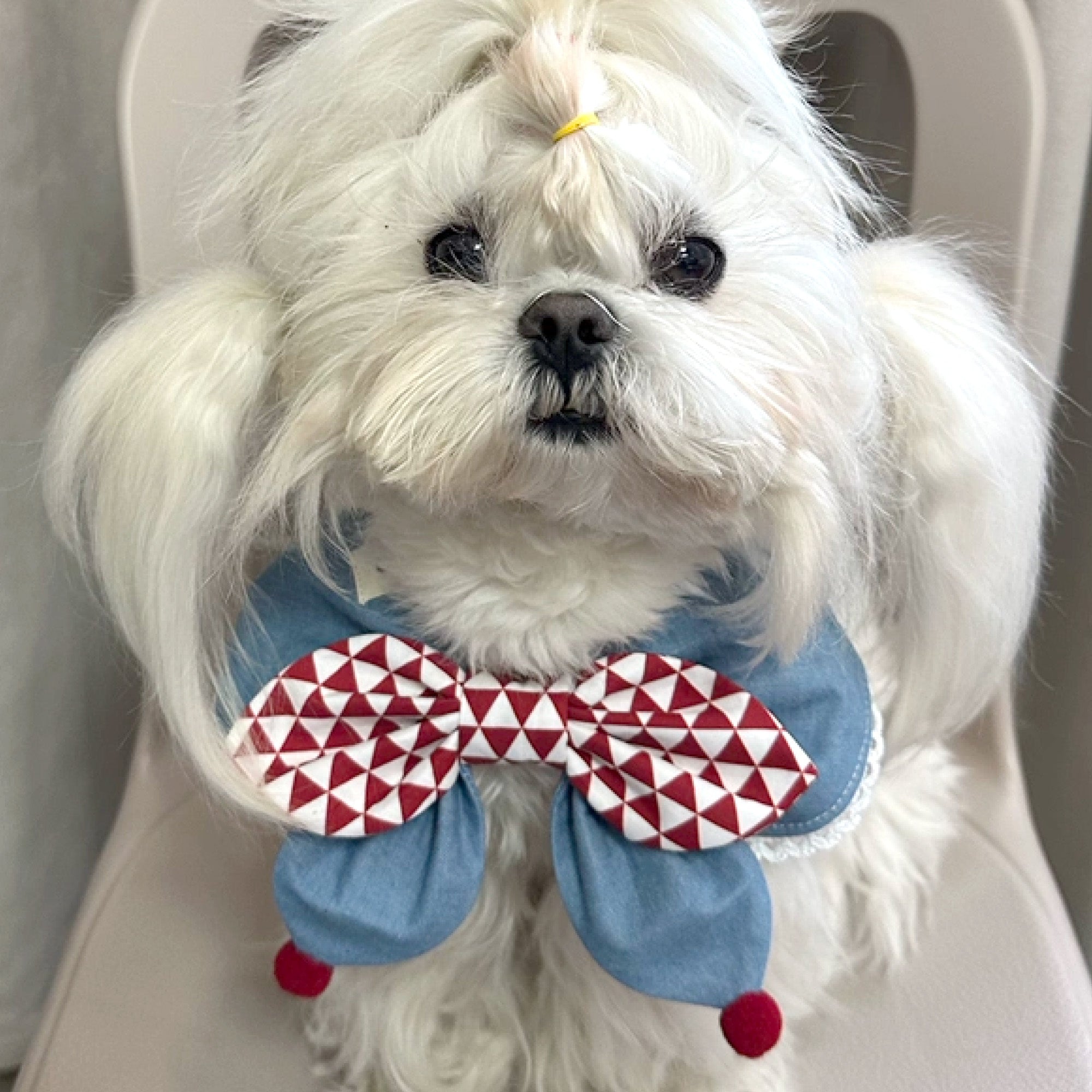 Cute red white geometric bow bandana collar on small white dog by GraviPaw