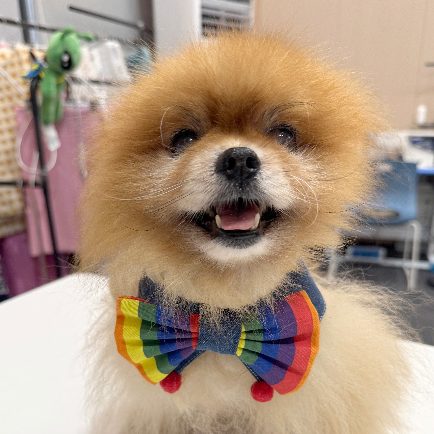 Pride dog collar handmade rainbow bandana style for small dogs