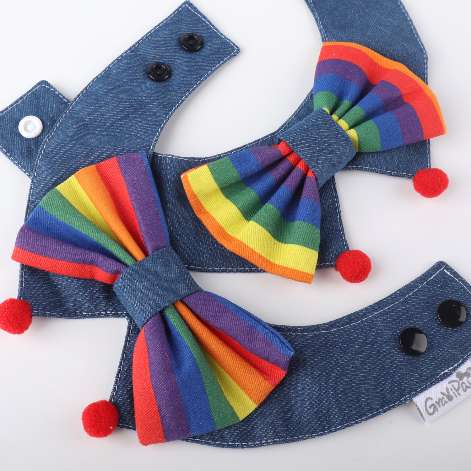 Small dog cute rainbow collar lifestyle
