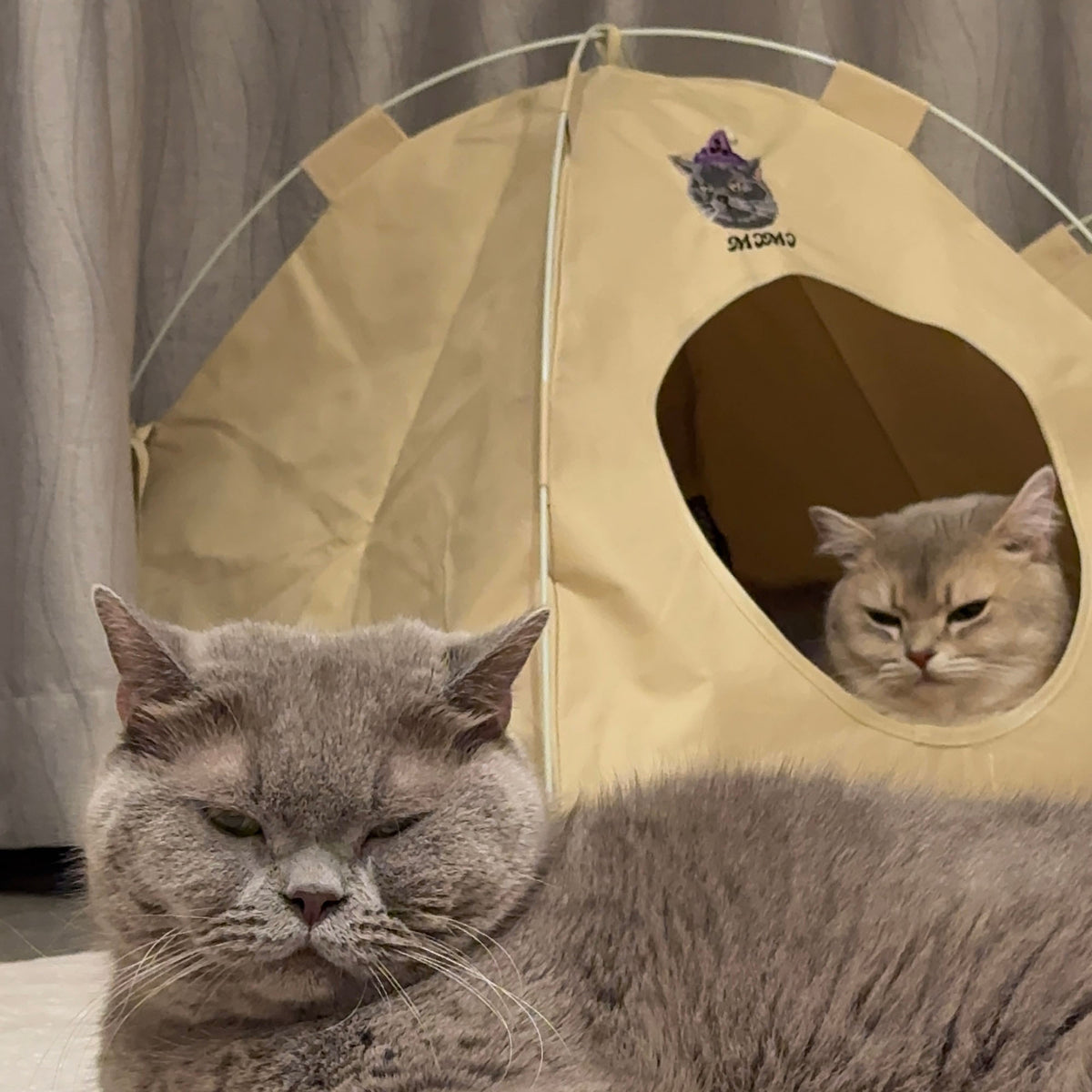 Cat peeking out of the Gravipaw embroidered tent bed entrance