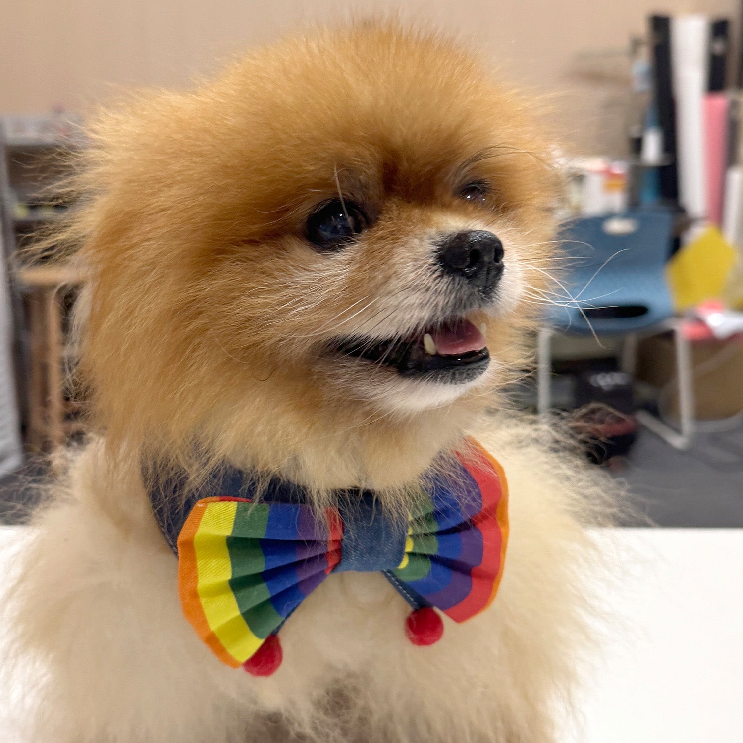 Small dog wearing a colorful bow tie indoors
