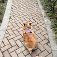 Load image into Gallery viewer, medium dog wearing dog harness for daily walking and training
