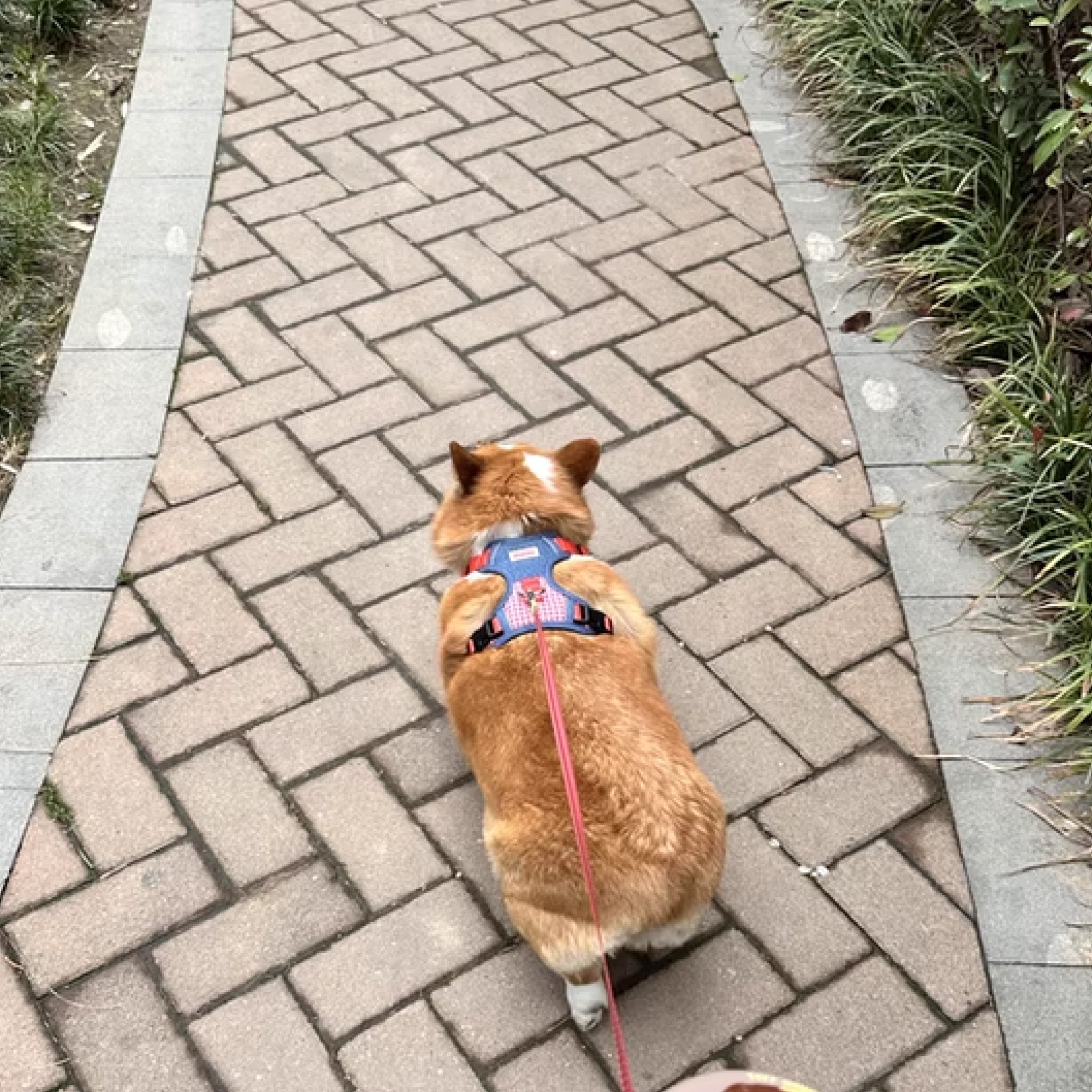 medium dog wearing dog harness for daily walking and training