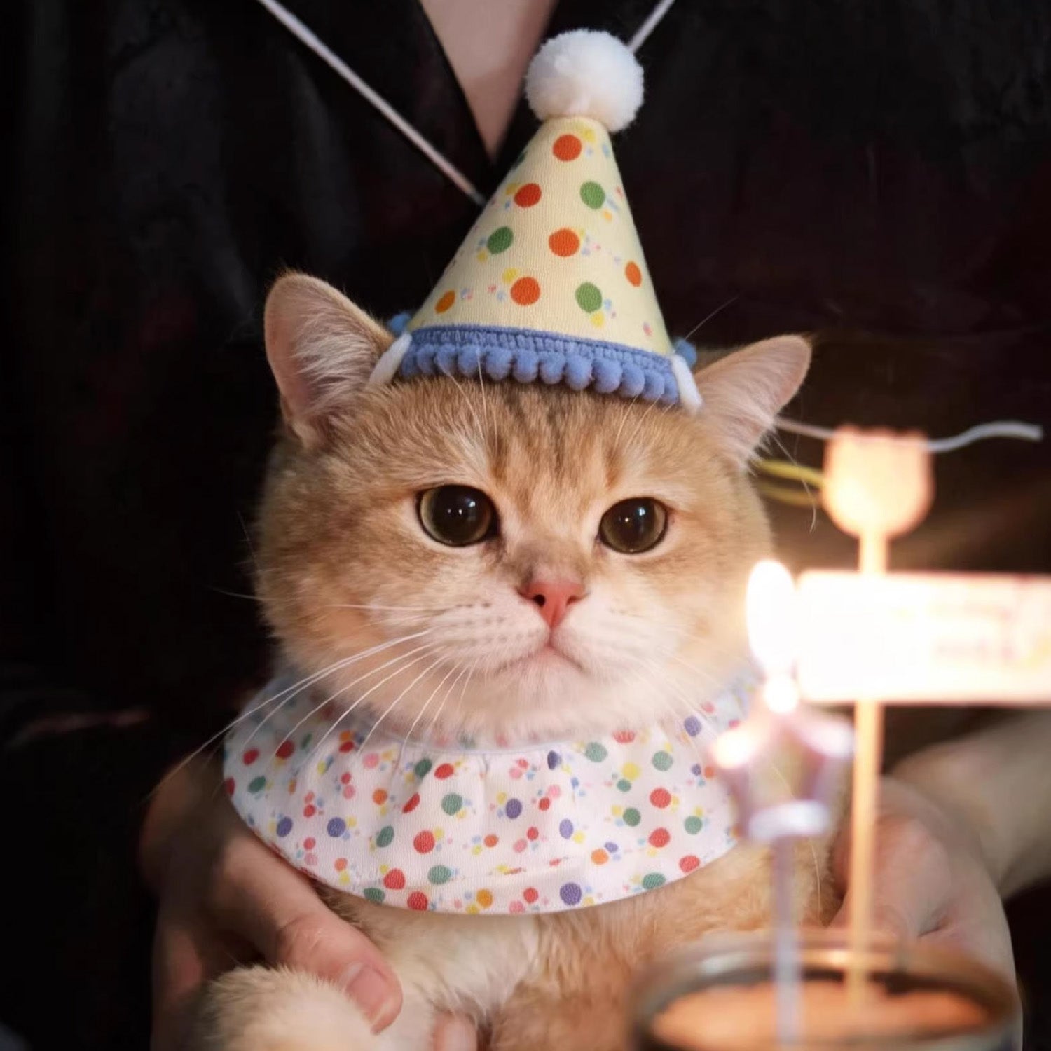 pet birthday hat for cat with colorful scarf