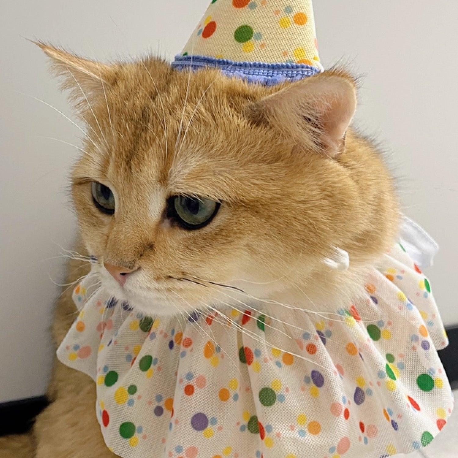Cat wearing a colorful polka dot party hat and dress.