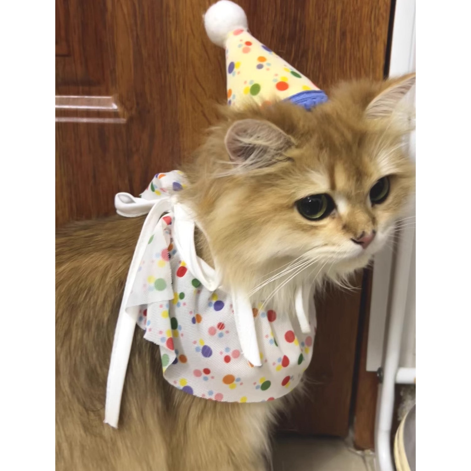 pet birthday party outfit for photoshoot cute cat dog celebration