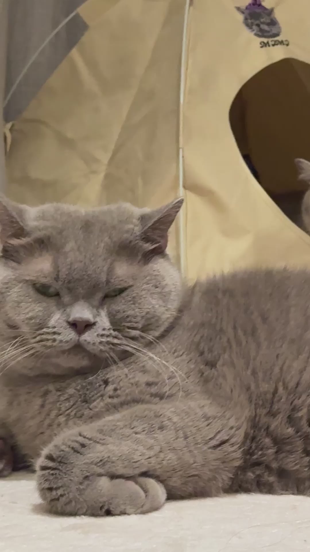 Gravipaw custom embroidered cat tent bed in use at home — a cat settling into the tent bed in a real-life setting