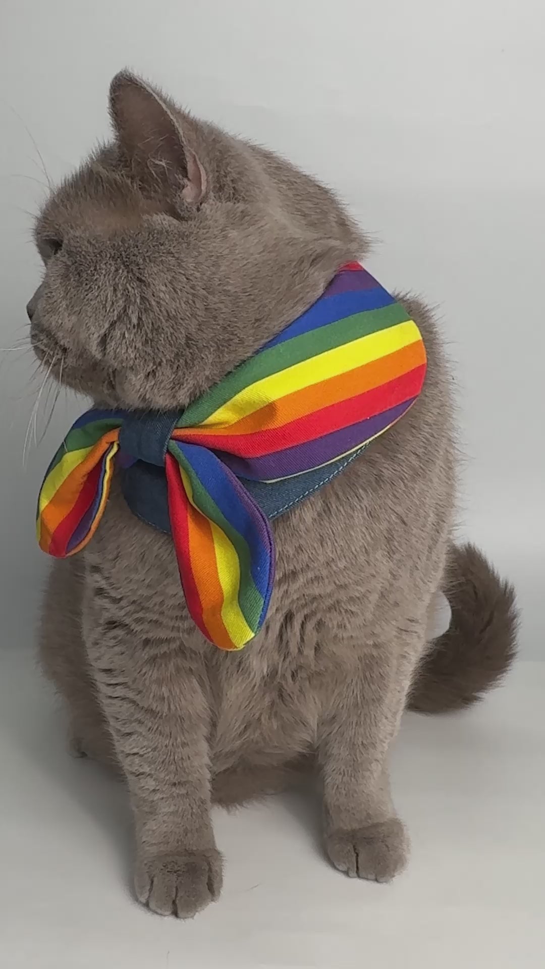 Watch how the GraviPaw Rainbow Pride Bow Collar looks on a real cat! 
Handmade denim & cotton bow bandana collar for cats and dogs. 
Available in XS–2XL. Perfect for Pride Month! 🌈