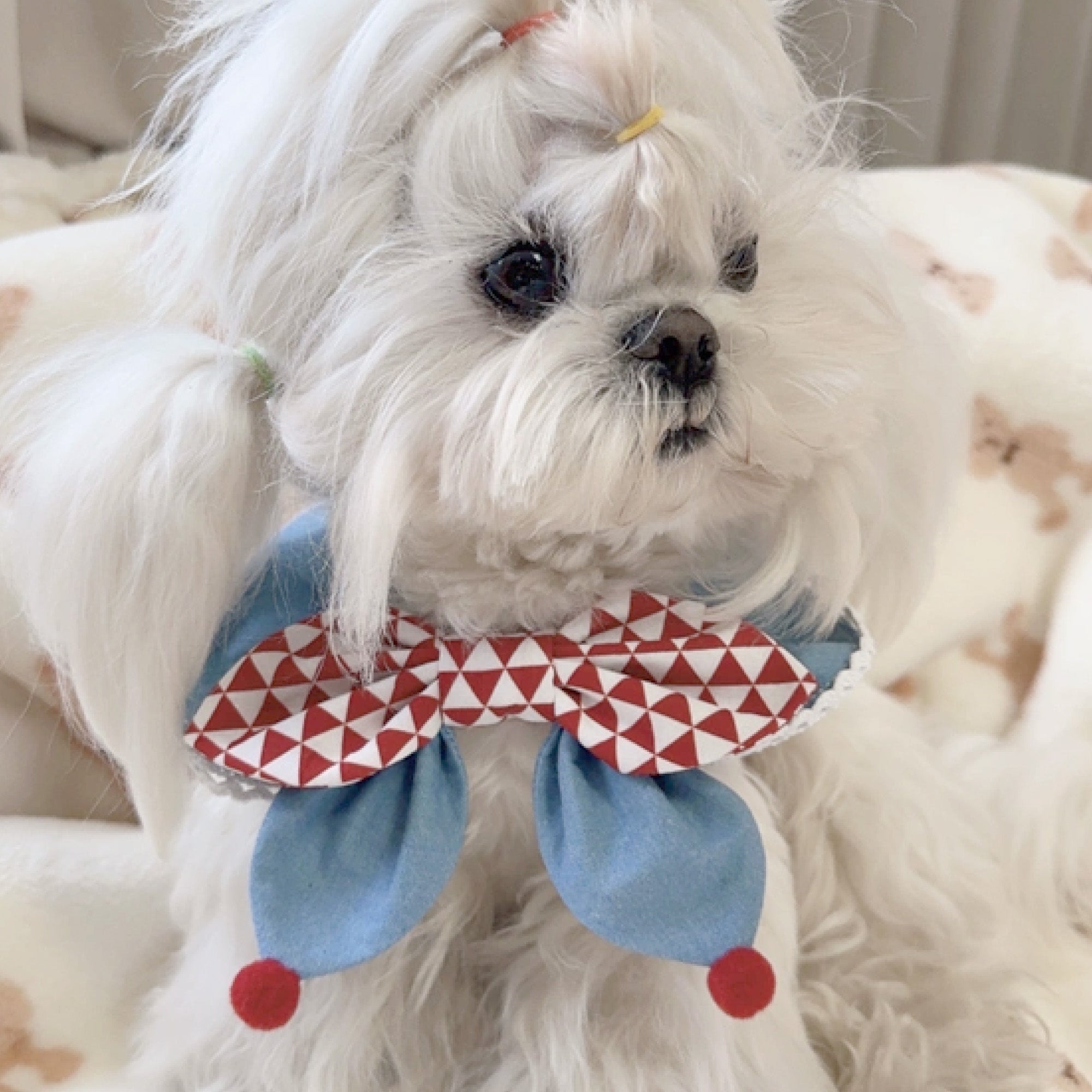 Red white diamond bow bandana collar on white Maltese dog by GraviPaw