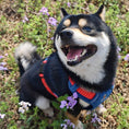 Load image into Gallery viewer, small dog wearing blue dog harness and leash set for outdoor walking
