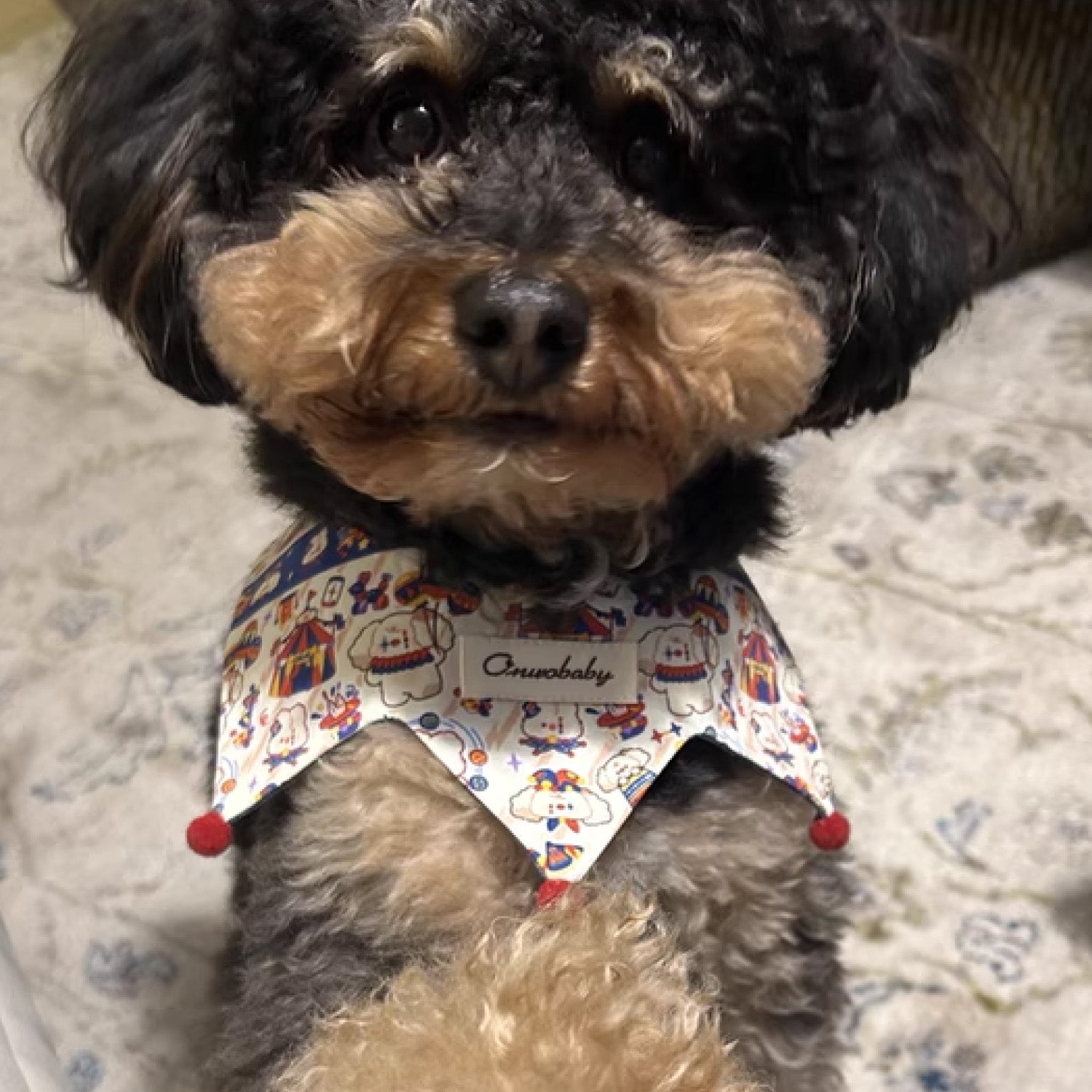 small dog wearing decorative pom pom pet bandana